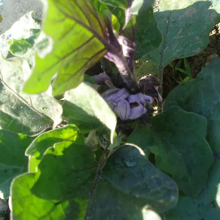 Rita 3* Marciana (Isola d'Elba)