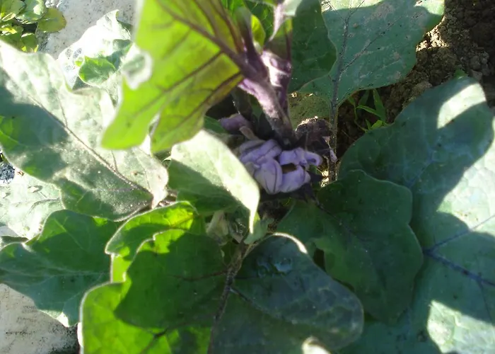 Rita 3* Marciana (Isola d'Elba)